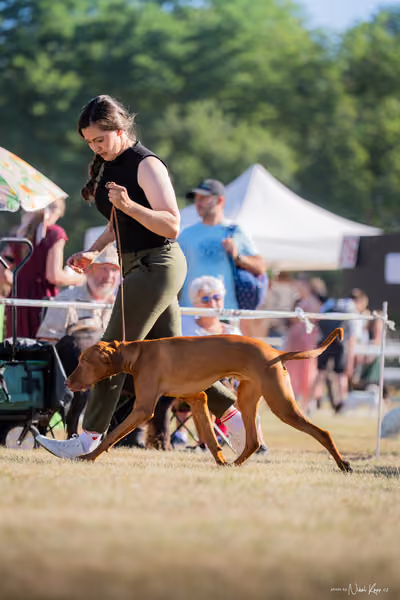 CACIB Mladá Boleslav – Vizsla