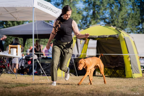 CACIB Mladá Boleslav – Vizsla