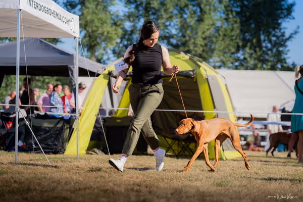 CACIB Mladá Boleslav – Vizsla