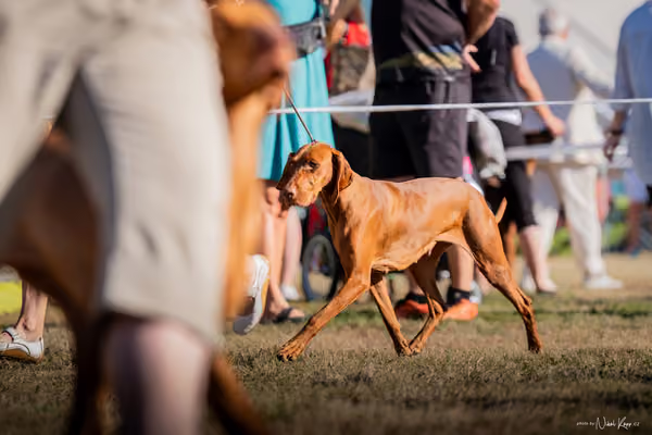 CACIB Mladá Boleslav – Vizsla