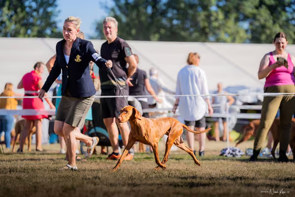 CACIB Mladá Boleslav – Vizsla