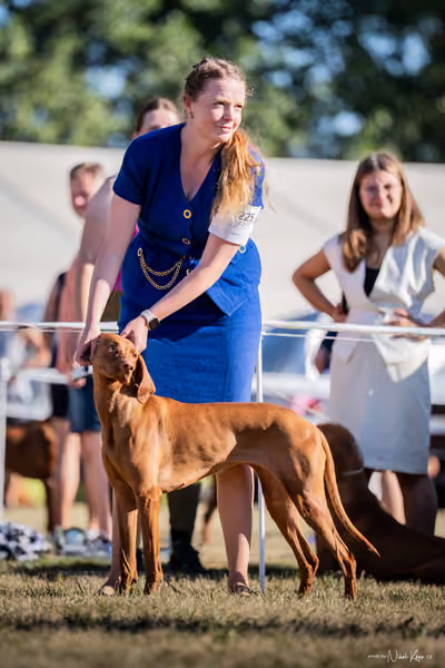 CACIB Mladá Boleslav – Vizsla