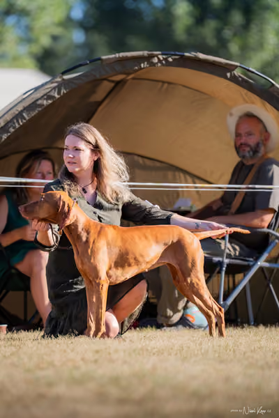CACIB Mladá Boleslav – Vizsla