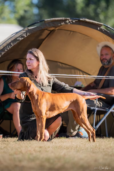 CACIB Mladá Boleslav – Vizsla