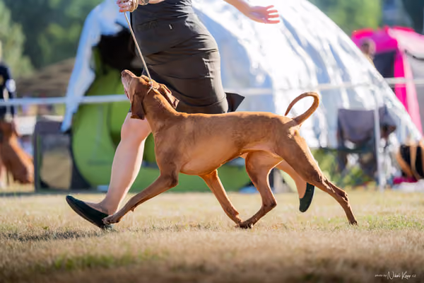 CACIB Mladá Boleslav – Vizsla
