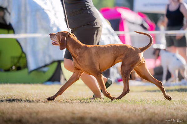 CACIB Mladá Boleslav – Vizsla