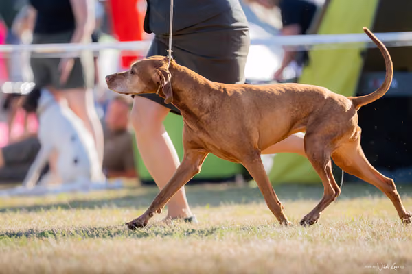 CACIB Mladá Boleslav – Vizsla