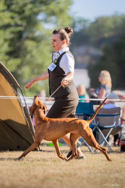 CACIB Mladá Boleslav – Vizsla