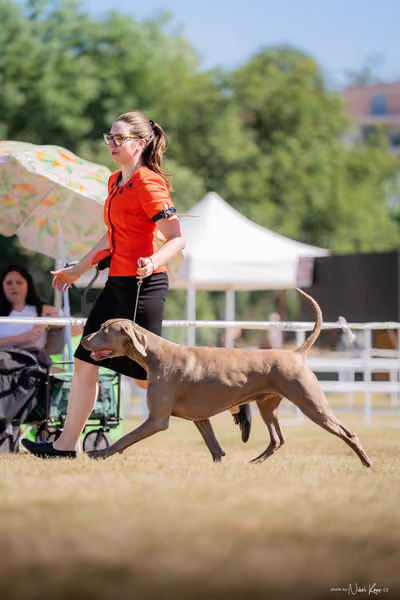 CACIB Mladá Boleslav – Výmarský ohař