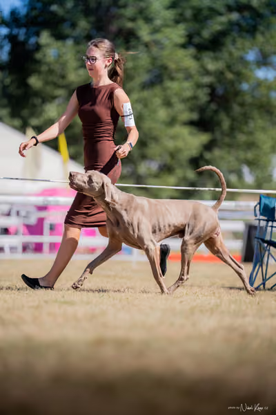 CACIB Mladá Boleslav – Výmarský ohař
