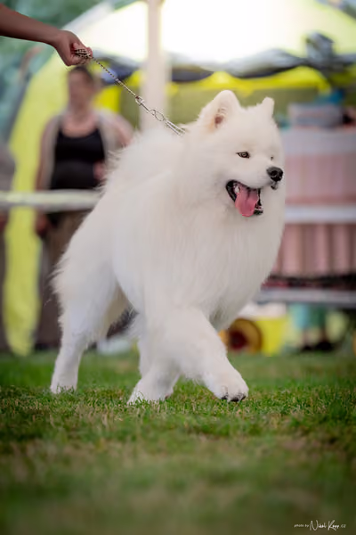 CACIB Mladá Boleslav – Samojed