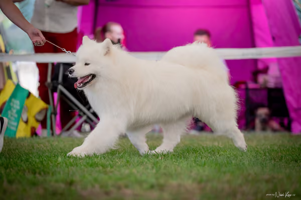 CACIB Mladá Boleslav – Samojed