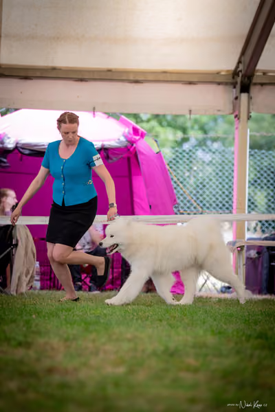 CACIB Mladá Boleslav – Samojed
