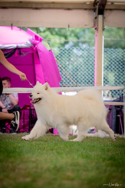 CACIB Mladá Boleslav – Samojed