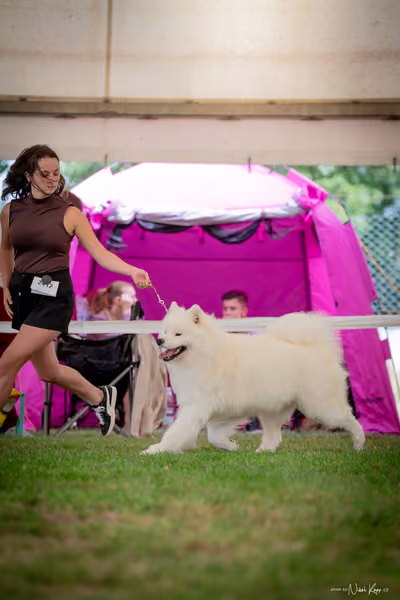 CACIB Mladá Boleslav – Samojed