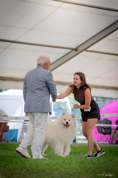 CACIB Mladá Boleslav – Samojed