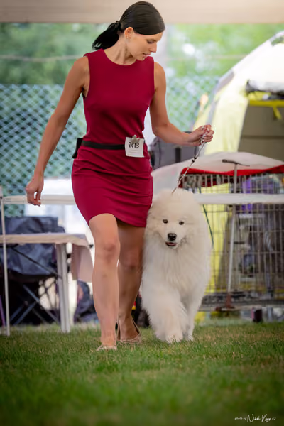 CACIB Mladá Boleslav – Samojed