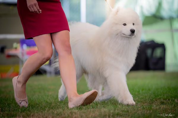 CACIB Mladá Boleslav – Samojed