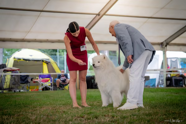 CACIB Mladá Boleslav – Samojed