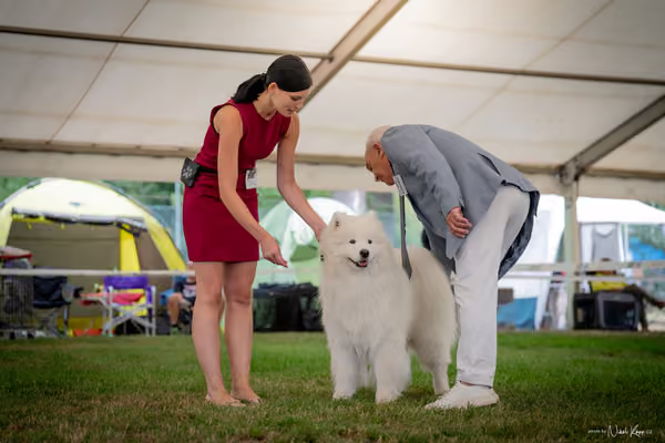 CACIB Mladá Boleslav – Samojed