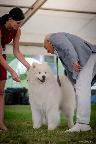 CACIB Mladá Boleslav – Samojed