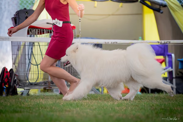 CACIB Mladá Boleslav – Samojed