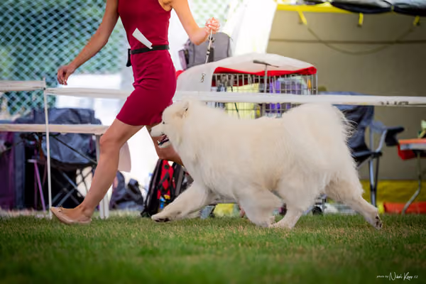 CACIB Mladá Boleslav – Samojed