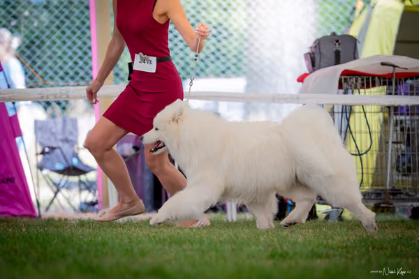 CACIB Mladá Boleslav – Samojed