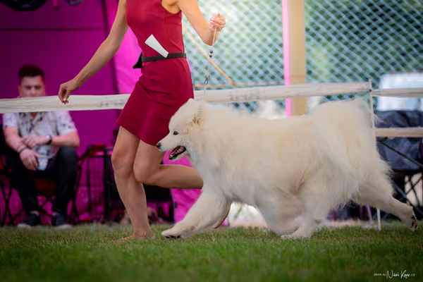 CACIB Mladá Boleslav – Samojed
