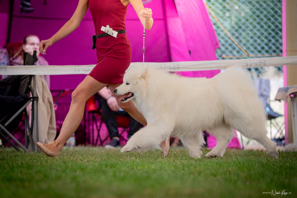 CACIB Mladá Boleslav – Samojed