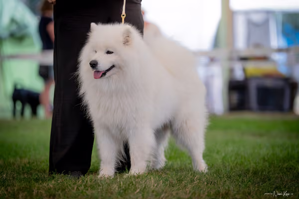 CACIB Mladá Boleslav – Samojed