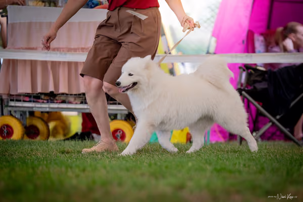 CACIB Mladá Boleslav – Samojed