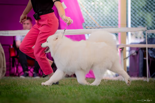 CACIB Mladá Boleslav – Samojed