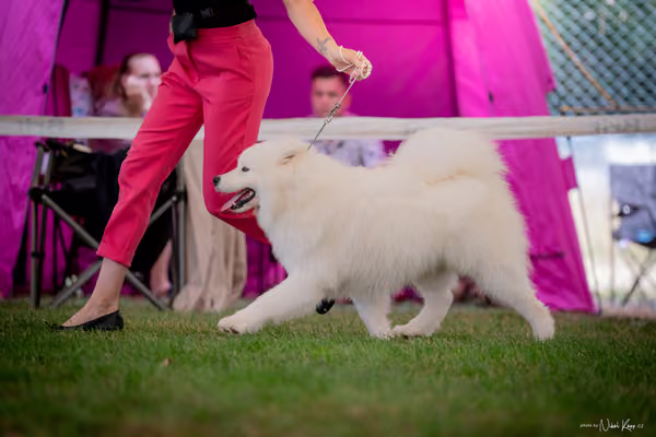 CACIB Mladá Boleslav – Samojed