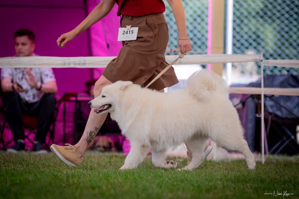 CACIB Mladá Boleslav – Samojed