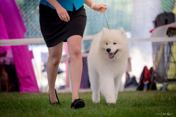 CACIB Mladá Boleslav – Samojed