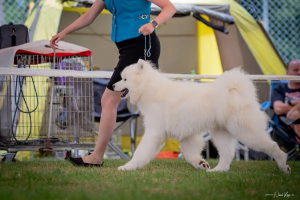 CACIB Mladá Boleslav – Samojed