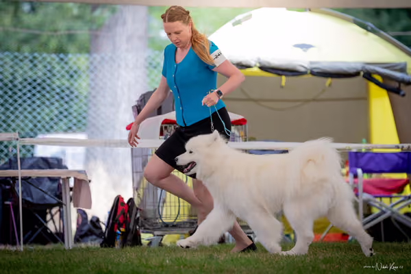 CACIB Mladá Boleslav – Samojed