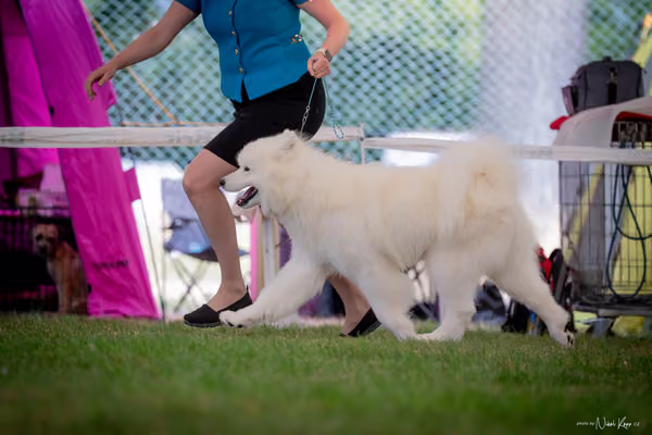 CACIB Mladá Boleslav – Samojed
