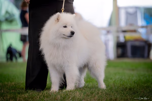 CACIB Mladá Boleslav – Samojed