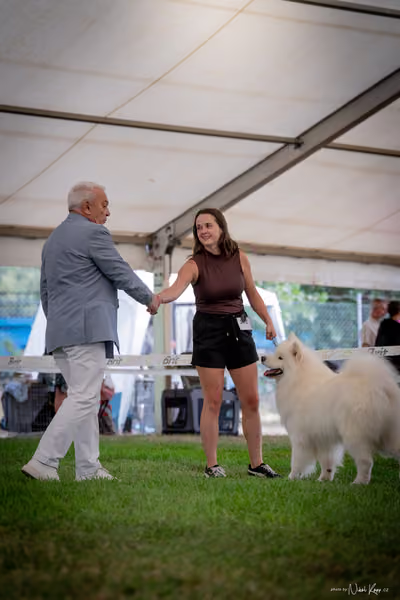 CACIB Mladá Boleslav – Samojed