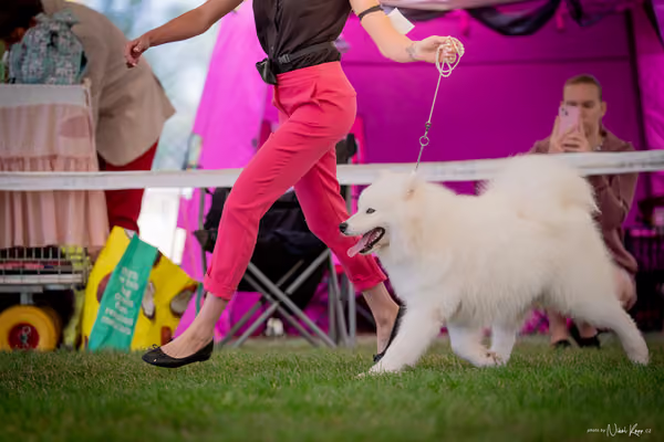 CACIB Mladá Boleslav – Samojed