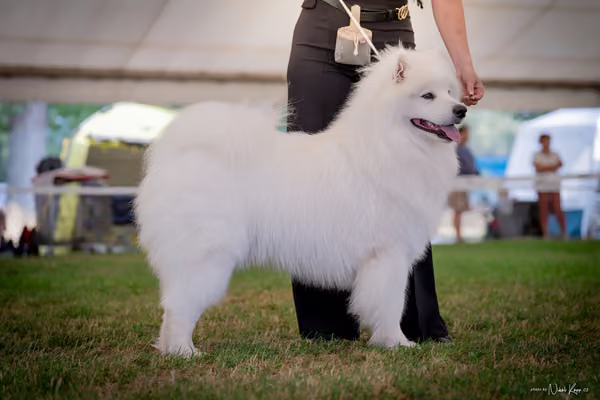 CACIB Mladá Boleslav – Samojed