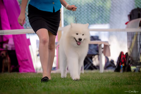 CACIB Mladá Boleslav – Samojed