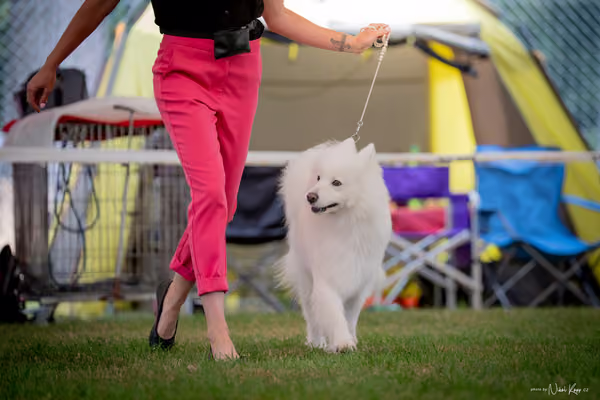 CACIB Mladá Boleslav – Samojed