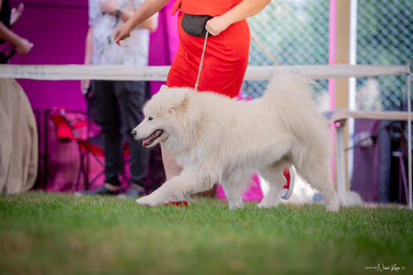CACIB Mladá Boleslav – Samojed