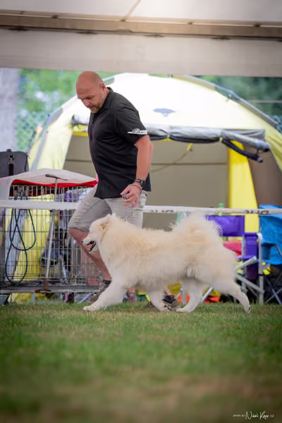 CACIB Mladá Boleslav – Samojed