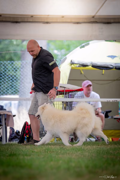 CACIB Mladá Boleslav – Samojed