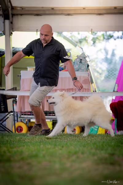 CACIB Mladá Boleslav – Samojed