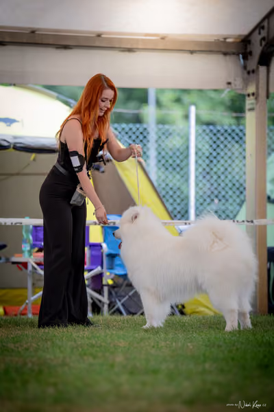 CACIB Mladá Boleslav – Samojed